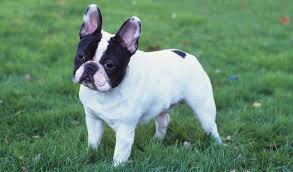 Browse the list of french bulldog. French Bulldog Dog Breed Information