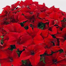 Capri Red Petunia Annual Flowers Petunias Flower Seeds