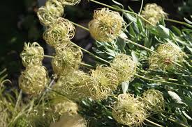 Image result for Clematis costata