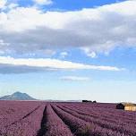 Lavender Yoga
