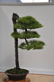 We would like to show you a description here but the site won't allow us. Penjing Bonsai Drone Fest