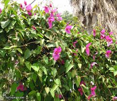 Image result for Dalechampia capensis