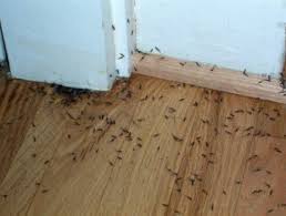 Check wayfair's vast choice of top brands & styles and get great discounts daily. So You Think You Have Termites How To Tell For Sure Dengarden
