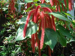 Image result for Acalypha sonderiana