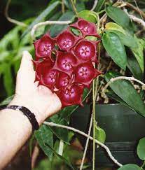 Pin On Hoya Plants