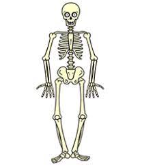How to draw skeleton easy pictures in here are posted and uploaded by adina porter for your how to draw skeleton. How To Draw A Skeleton How To Draw Cartoons