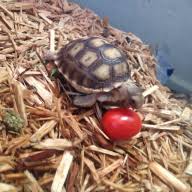 We did not find results for: Split Does Petsmart Sell Wild Caught Or Captive Bred Tortoises Tortoise Forum
