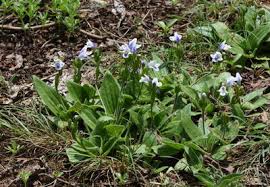 Image result for Linderniaceae