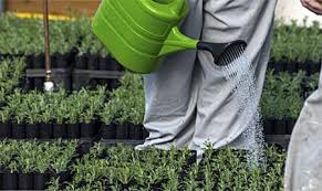 رى الحديقة أساس لحياة النبات