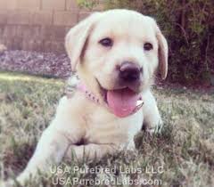 See more of golden retriever puppies on facebook. Purebred Akc Labrador Retriever Lab Puppies For Sale In Arizona For Sale In Scottsdale Arizona Classified Americanlisted Com