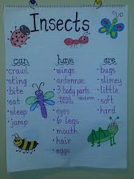 Insects Anchor Chart Insect Activities Preschool