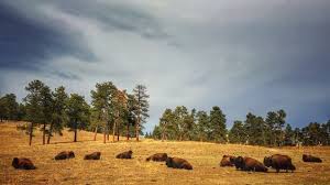 American Bison Herd Genesee Park Colorado Mountain Park Park Evergreen