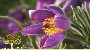 We did not find results for: Bbc Two Gardeners World 2020 Episode 9 Cuttings With Carol