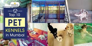 2493 highway 6 and 50. Top 10 Pet Kennels In Mumbai Dogs And Cats Home