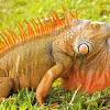 When you want to get rid of iguanas in key west, call iguana control. 1