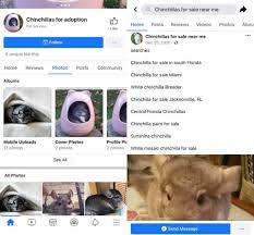 Chinchilla pet for sale come in a large variety which guarantees that all shoppers find choices befitting their tastes and needs. Chinchilla Villa Beitrage Facebook