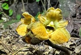 Image result for Gastrodia rwandensis