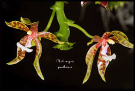 Image result for Polystachya macropoda