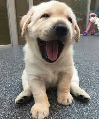 Mano Que Foto Feliz Cute Animals Puppies Cute Dogs