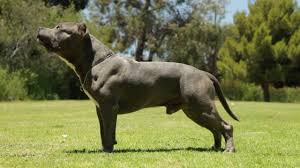 Having no results in your search for pitbull puppies for sale in california from a quality pitbull breeders? Xl American Bullies Primo Line Youtube