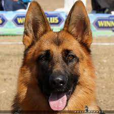 But, don't be too excited yet. German Shepherd Pakistan Posts Facebook