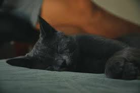 Maybe you would like to learn more about one of these? 21 Best Pet Loss Poems User Friendly Dogs Cats More