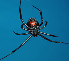 Spider cannibalism is the act of a spider consuming all or part of another individual of the same species as food. What Males Will Do Meet The Mate Munchers Nature Pbs