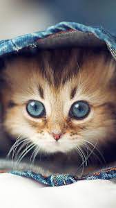See more ideas about cats iphone, cats, cute cats. Cute Cat Hd Iphone Wallpapers Wallpaper Cave