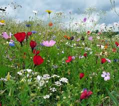 Bunte Blumenwiese Blumen Wiese Wildblumen Wiese Blumenwiese
