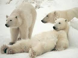 See more ideas about white bear lake, white bear, lake. All Star Pets White Bear Lake Petscare