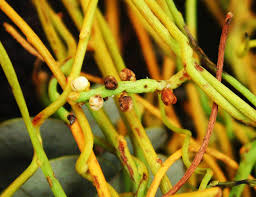 Image result for Cassytha filiformis