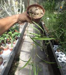 Image result for Ipomoea welwitschii