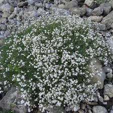 Image result for Aeollanthus repens