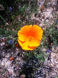 Besondere unterkünfte zum kleinen preis. Antelope Valley California Poppy Reserve Wikiwand