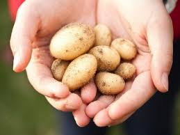 (but my other older cats would never touch such that.) there's nothing to stop a hungry cat (i do not know of any other animal that rejects food sometimes.) a feral cat i think is more likely to eat potatoes and gravy than a can or dry food fed cat. Can Cats Eat Potatoes Waldo S Friends