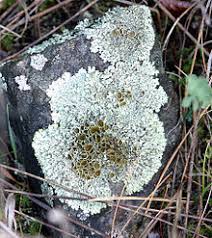 Check spelling or type a new query. Lichen Wikipedia