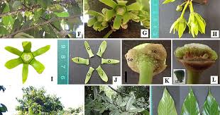 Image result for Monoon