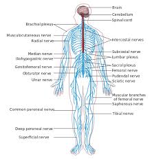 Peripheral Nervous System Wikipedia The Free Encyclopedia Peripheral Nervous System Spinal Cord Ulnar Nerve