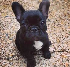 Meet our handsome merle blue french bulldog male lester lester small size french bulldog male. French Bulldog Puppy Male Brindle 16 Weeks Hull East Riding Of Yorkshire Pets4homes