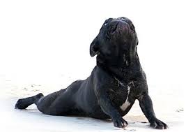 Looks Like Lucy Doing Push Ups Cute Puppy Crosfit Baby Dogs Dog Yoga Bulldog
