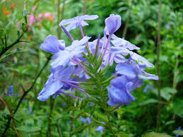 Image result for Plumbago