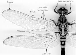 Dragonfly coloring book , coloured pencil watercolour dragonfly, coloring book for adults words and colors for soul by egle, awesome coloring book, 163 best coloring pages images in 2019. Image Under Observation Dragonfly Wing Download Scientific Diagram