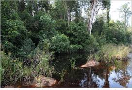 It's a piece of land owned by upm but they were generous enough to allow the public to hike and climb through it's property. Pdf Odonata Of Ayer Hitam Forest Reserve Johor Peninsular Malaysia Semantic Scholar