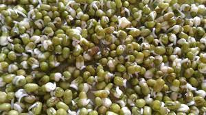 Maybe you would like to learn more about one of these? Rahasia Si Tauge Sayurankita