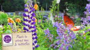Bees and butterflies love these flowers! How To Attract Bees Butterflies To Your Garden Youtube