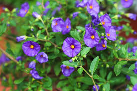 Discover the best small flowering shrubs for your home with our guide. Lycianthes Rantonnetii Blue Potato Bush