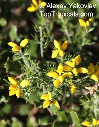 Image result for Genista