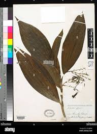 Image result for Corymborkis corymbis