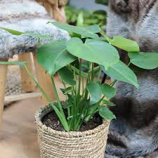 De Monstera Deliciosa Tauerii Ook Wel Gatenplant Genoemd Komt In Verschillende Types Voor Waarvan De Deliciosa Tauerii Het Pop Gatenplant Planten Monstera