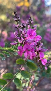 Image result for Indigofera lyallii